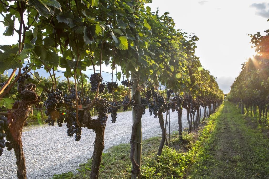 Fattoria L'Amorosa Sementina Dış mekan fotoğraf