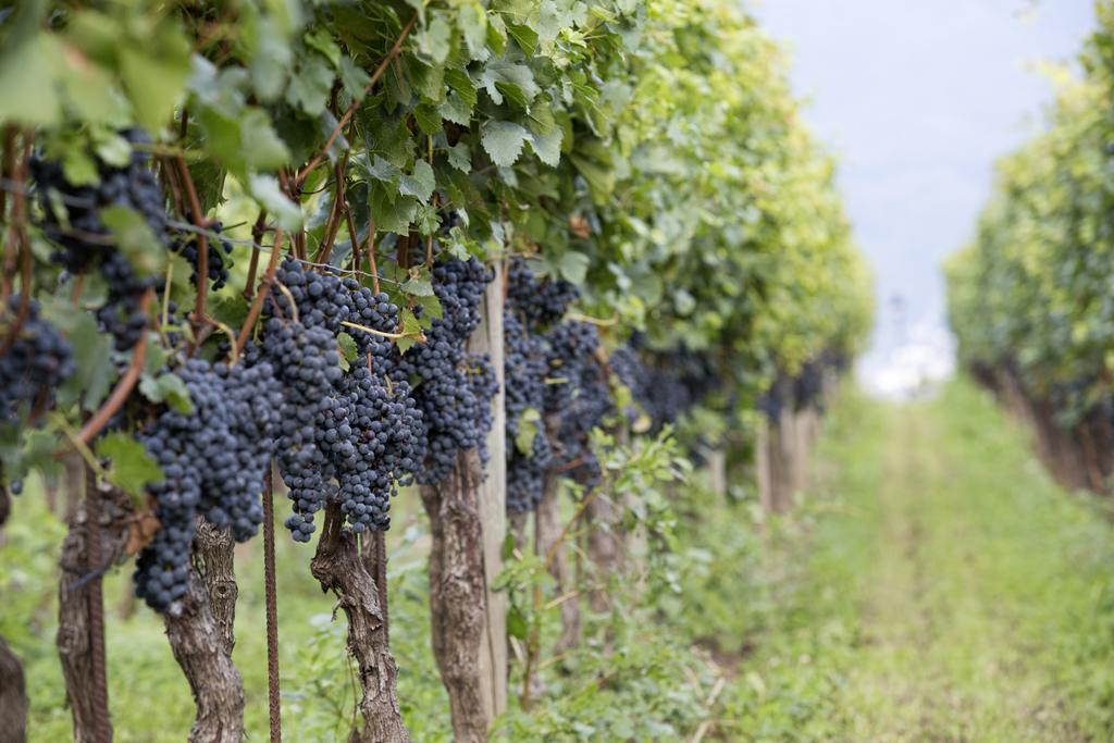 Fattoria L'Amorosa Sementina Dış mekan fotoğraf