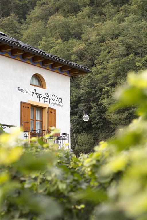 Fattoria L'Amorosa Sementina Oda fotoğraf